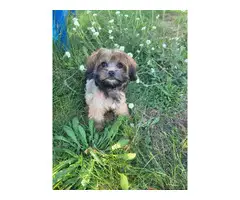 Shorkie puppy for sale - 3