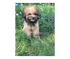 Shorkie puppy for sale - 4