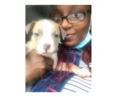 8 Pitbull puppies looking for great homes - 1