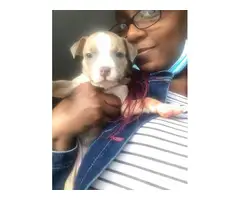8 Pitbull puppies looking for great homes - 2