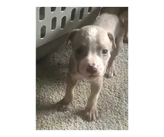 8 Pitbull puppies looking for great homes - 4
