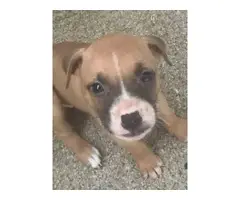 8 Pitbull puppies looking for great homes - 8