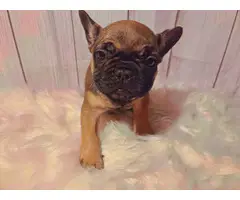 AKC French Bulldog Puppies for Sale - 3