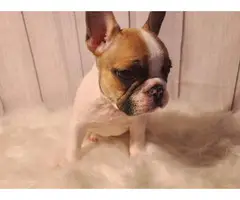 AKC French Bulldog Puppies for Sale - 5