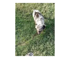 Male Aussie puppies for sale - 3