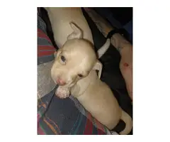 3 Deerhead chihuahua puppies for sale