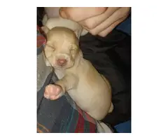 3 Deerhead chihuahua puppies for sale - 2