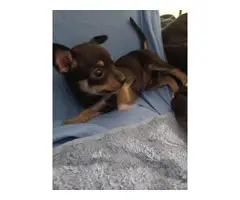 3 Deerhead chihuahua puppies for sale - 3