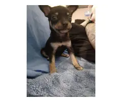 3 Deerhead chihuahua puppies for sale - 4