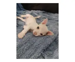 3 Deerhead chihuahua puppies for sale - 5