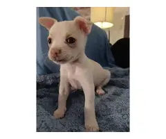 3 Deerhead chihuahua puppies for sale - 6