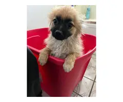 1 male 1 female Pomeranian puppy for sale - 4