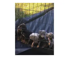5 black and tan Doberman puppies for sale