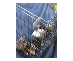 5 black and tan Doberman puppies for sale - 3