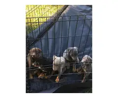 5 black and tan Doberman puppies for sale - 4