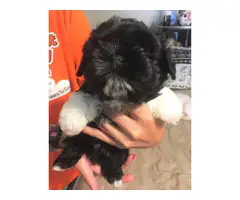 Shihtzu boy puppy 5 months old
