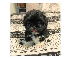 Shihtzu boy puppy 5 months old - 3
