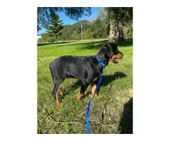 Male Rottweiler Puppy for Sale - 2