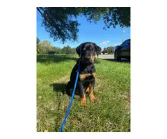 Male Rottweiler Puppy for Sale - 3
