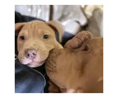 Fawn Pitbull Puppies - 2
