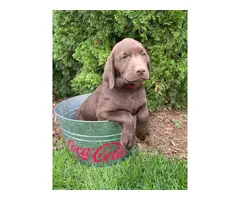Silver and chocolate Labrador puppies - 3
