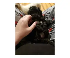 3 toy poodle puppies looking for loving homes - 2