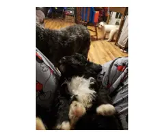 3 toy poodle puppies looking for loving homes - 5