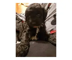 3 toy poodle puppies looking for loving homes - 6