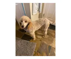 AKC Poodle needs to find a new home