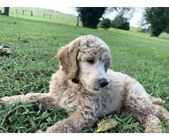 AKC Poodle needs to find a new home - 3