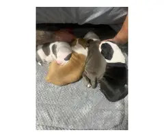 4 American Staffordshire Terrier puppies available