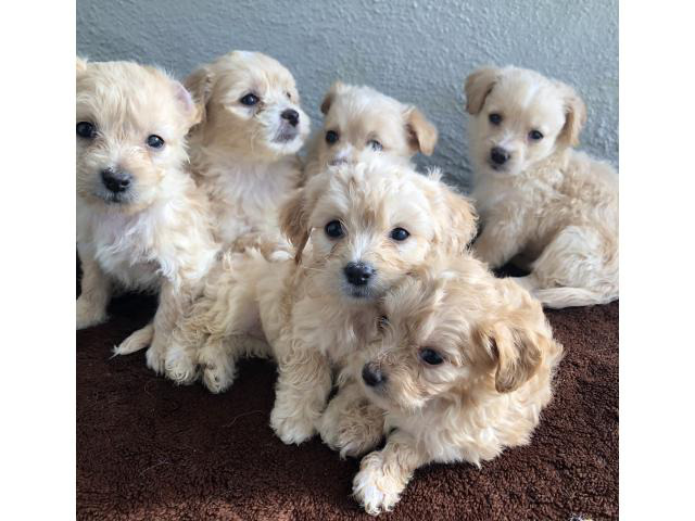 Bichon Frise puppies Stockton - Puppies for Sale Near Me