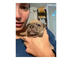 3 French Bulldog babies looking for new homes