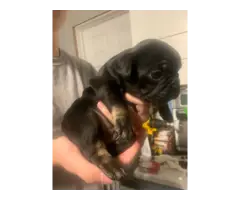 3 French Bulldog babies looking for new homes