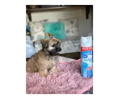 Female Toy Size Shihtzu Puppy for Sale - 4