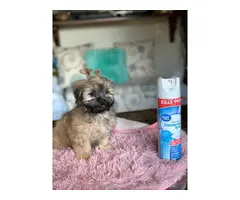 Female Toy Size Shihtzu Puppy for Sale - 5