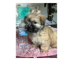 Female Toy Size Shihtzu Puppy for Sale - 6