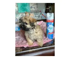 Female Toy Size Shihtzu Puppy for Sale - 8