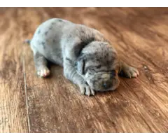 Blue merle great dane puppies for Christmas