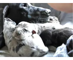Blue merle great dane puppies for Christmas - 3