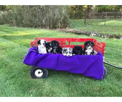 6 mini Australian shepherd puppies available - 1