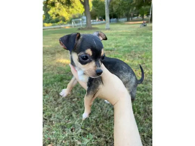 3 Chihuahua puppies for sale - 1/6
