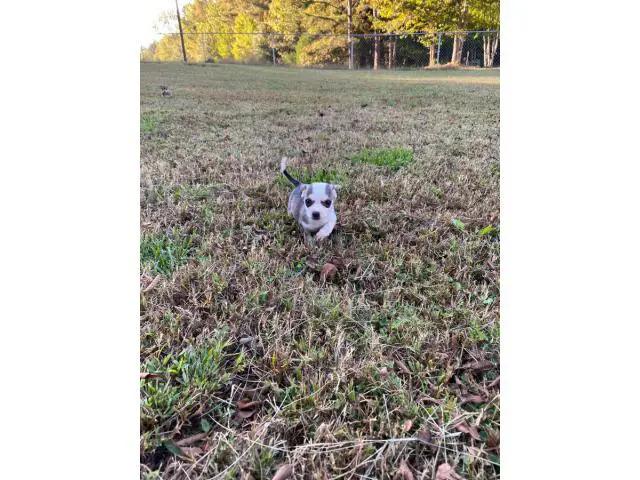 3 Chihuahua puppies for sale - 2/6
