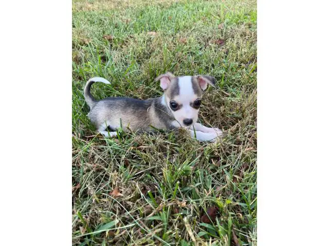 3 Chihuahua puppies for sale - 4/6