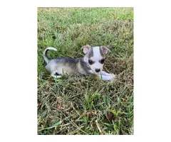 3 Chihuahua puppies for sale - 4