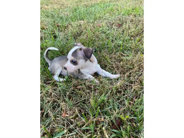 3 Chihuahua puppies for sale - 5/6