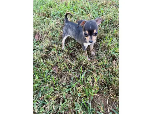 3 Chihuahua puppies for sale - 6/6