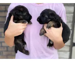 Pure German Shepherd puppies for Adoption