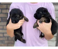 Pure German Shepherd puppies for Adoption - 2