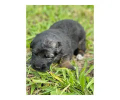 Pure German Shepherd puppies for Adoption - 6